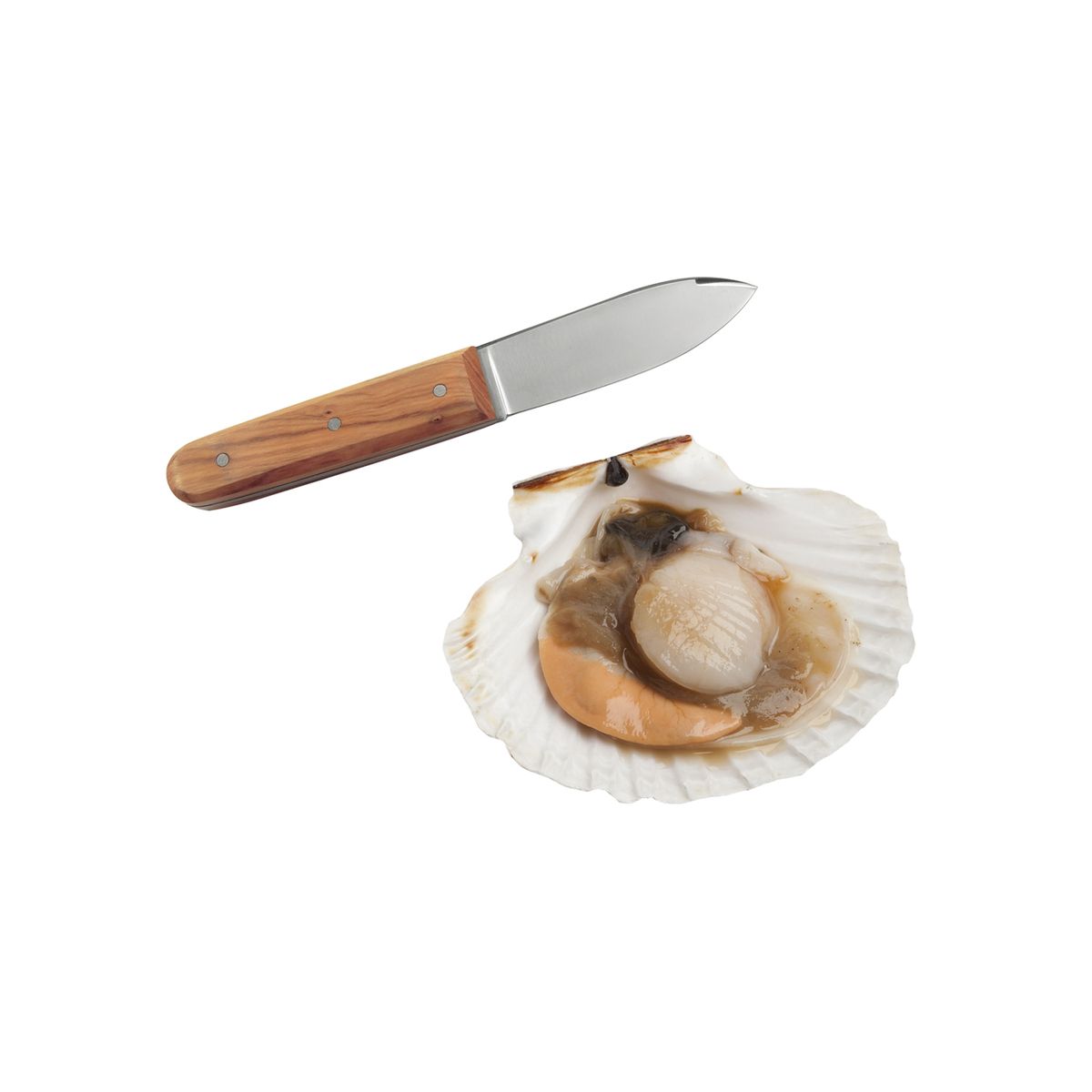 Couteau à coquilles saint-jacques - la bonne graine - le tellier