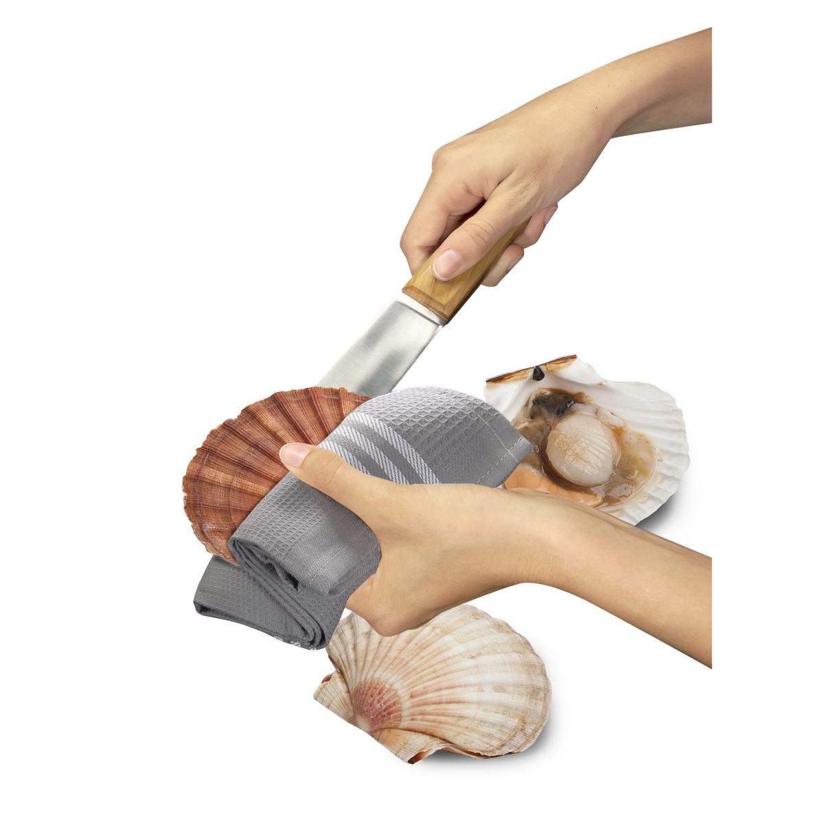 Couteau à coquilles saint-jacques - la bonne graine - le tellier