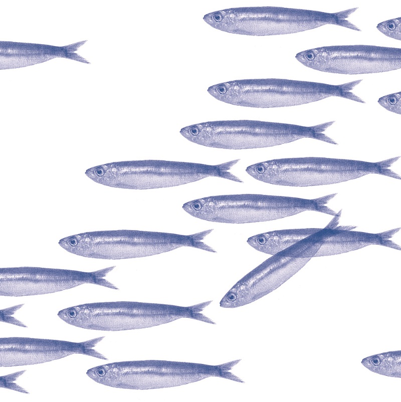 Lot de 20 serviettes de table intisse 40 x 40 cm banc de sardines - francoise paviot